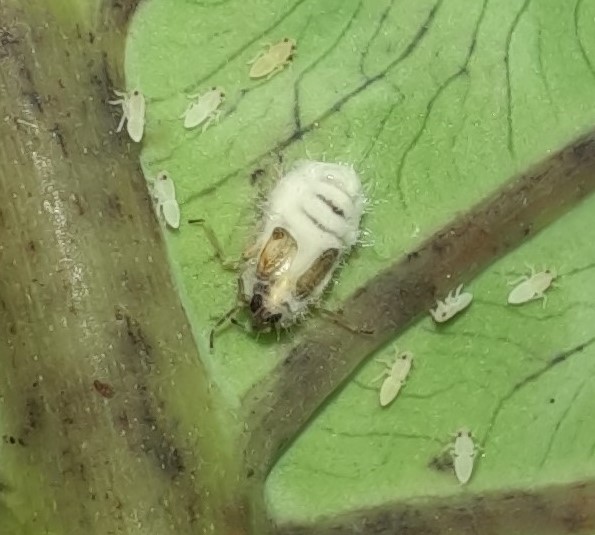 Nymph with entomophatogenjpg